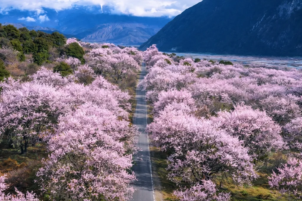 Gala Peach Blossom Village